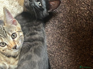 Bengal cats - Advert 4