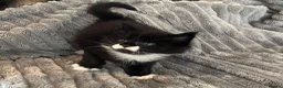 Maine Coon cats for sale: 2 beautiful Maine coon kittens - Advert 29