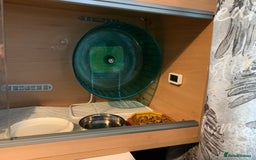 Pygmy Hedgehog rodents for sale: African Pygmy hedgehog  - Advert 5