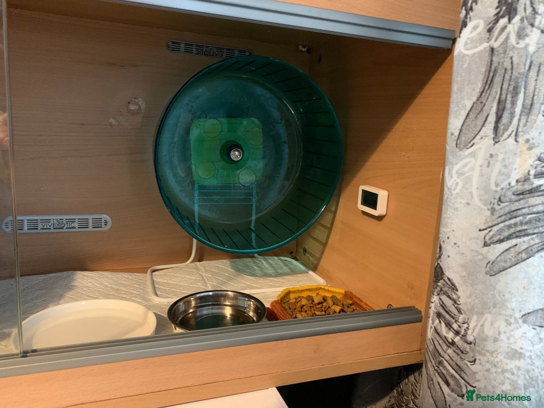 Pygmy Hedgehog rodents for sale: African Pygmy hedgehog  - Advert 5