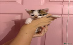 Bengal cats for sale: Bengal mix   in Manchester - Image 13
