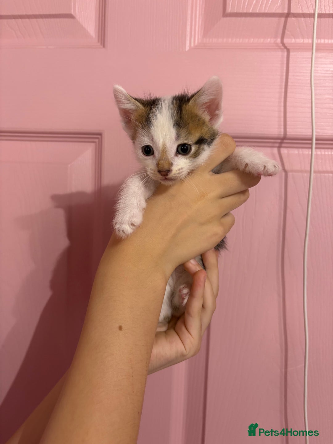 Bengal cats for sale: Bengal mix   in Manchester - Image 13