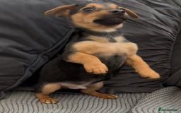 Jack Russell dogs for sale: ❤️Beautiful Jackrussels❤️ - Image 10