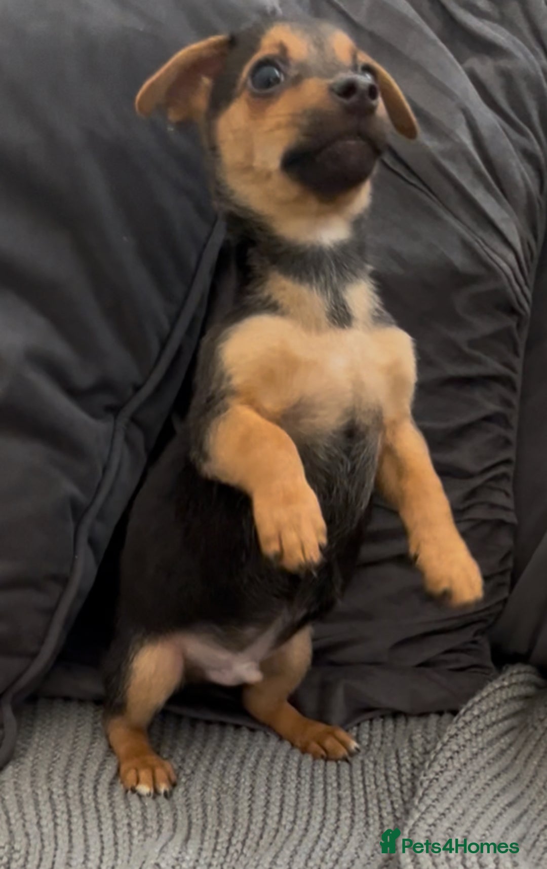 Jack Russell dogs for sale: ❤️Beautiful Jackrussels❤️ - Image 10