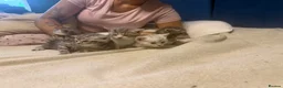 Egyptian Mau cats for sale: beautiful egyptian Mau kittens  in Chelmsford - Advert 15