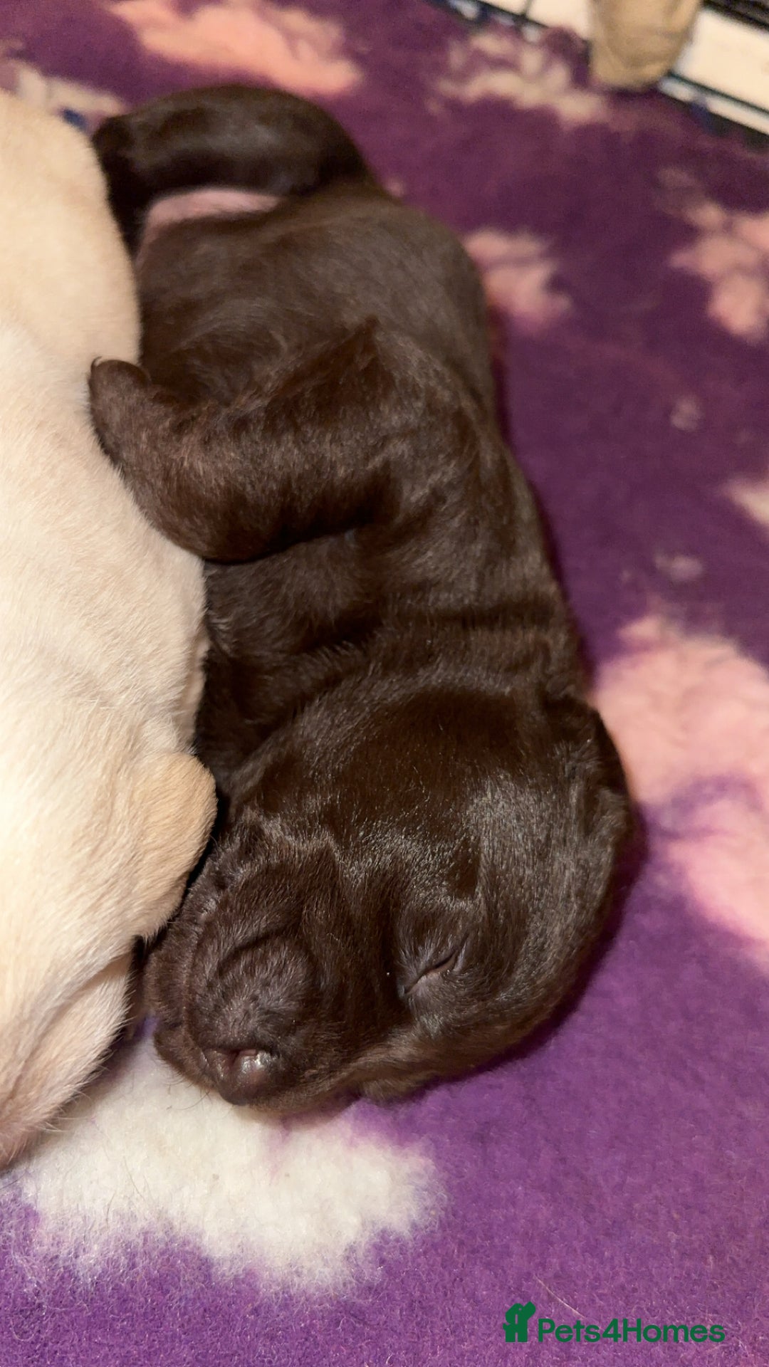 Labrador Retriever dogs for sale: Stunning chunky pups  - Advert 4
