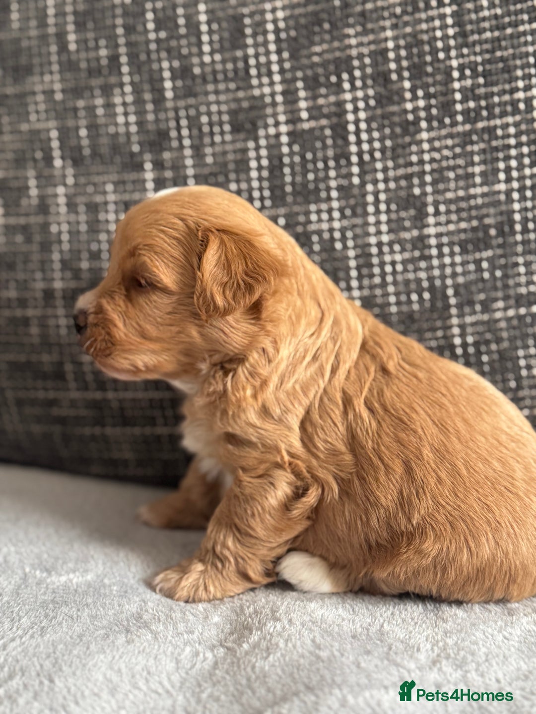 Mixed Breed dogs for sale: 6 beautiful havapoo’s - Image 20