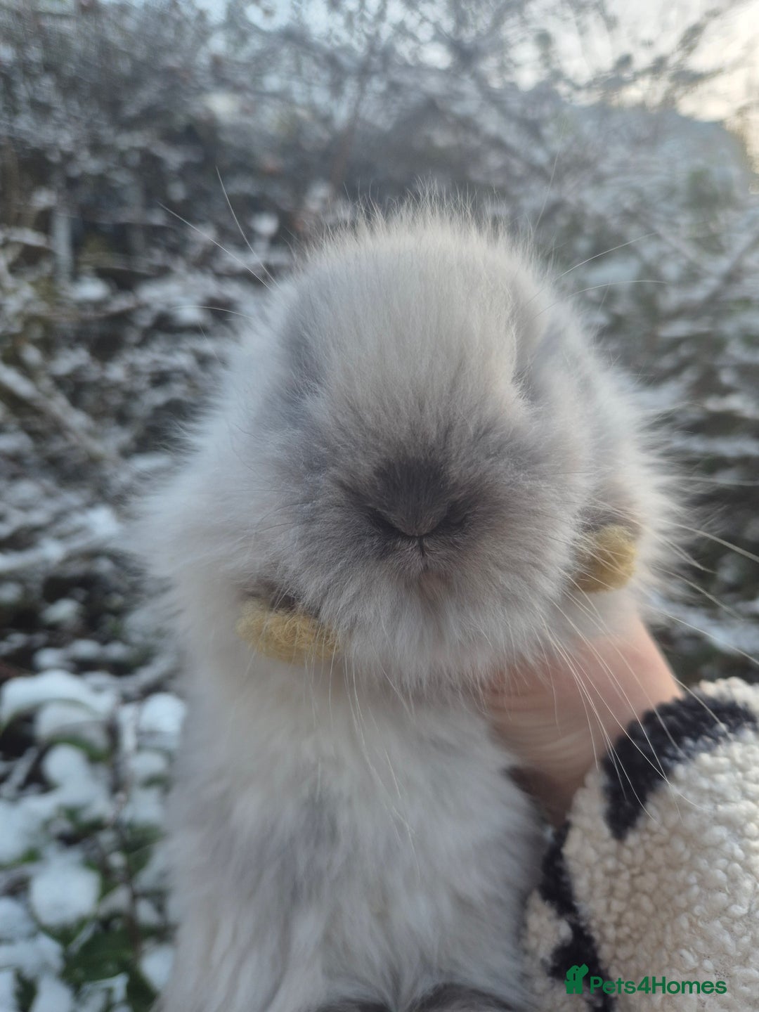 Angora rabbits for sale: 💖💙Ready in 2 weeks- Blue harli teddydwerg💙💖 - Advert 21