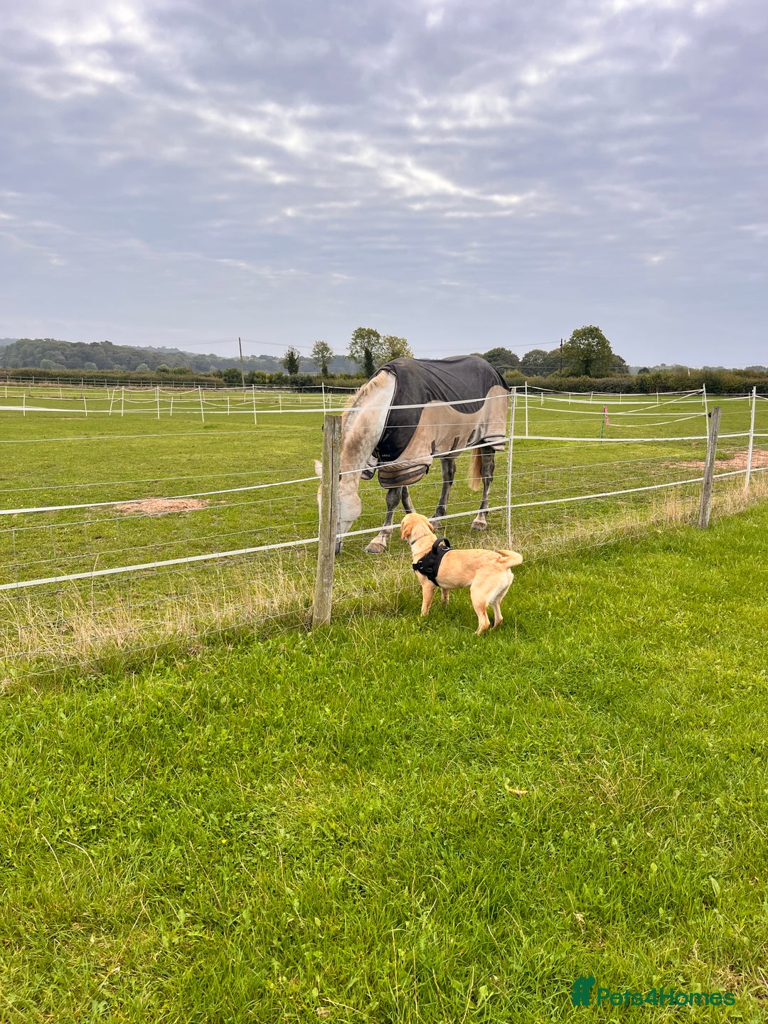 Labrador Retriever dogs for sale: Loving Labrador Daisy Seeking Forever Home - Advert 8