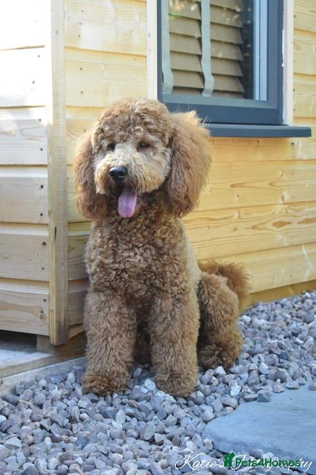 Labradoodle dogs for stud: Stunning proven Red KC Miniature Poodle in Cannock - Image 8