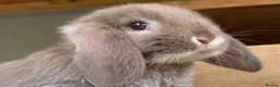 Mini Lop rabbits for sale: MINI LOP BUNNIES - PEDIGREE  in Ilminster - Advert 26