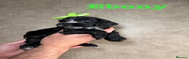 Cockapoo Puppy 8