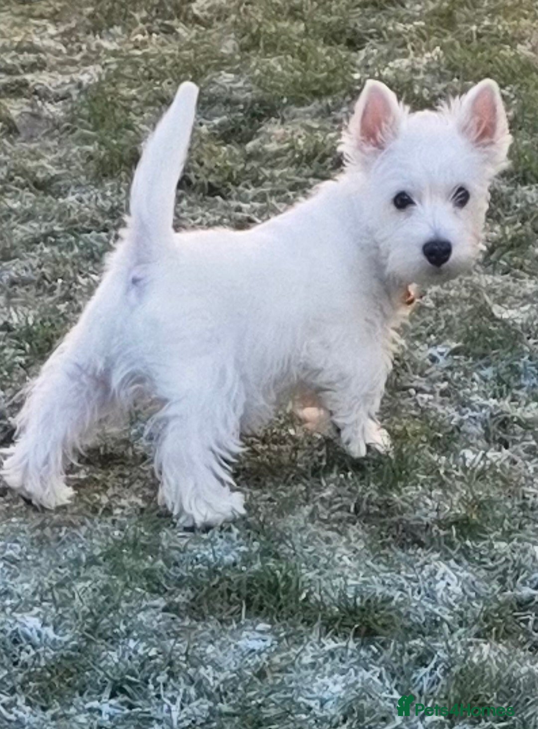 West Highland Terrier dogs One girl available KC registered  - Advert 9