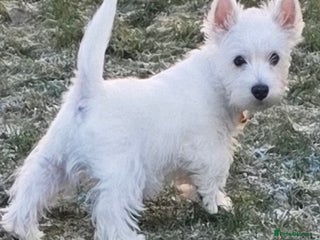 West Highland Terrier dogs One girl available KC registered - Advert 9