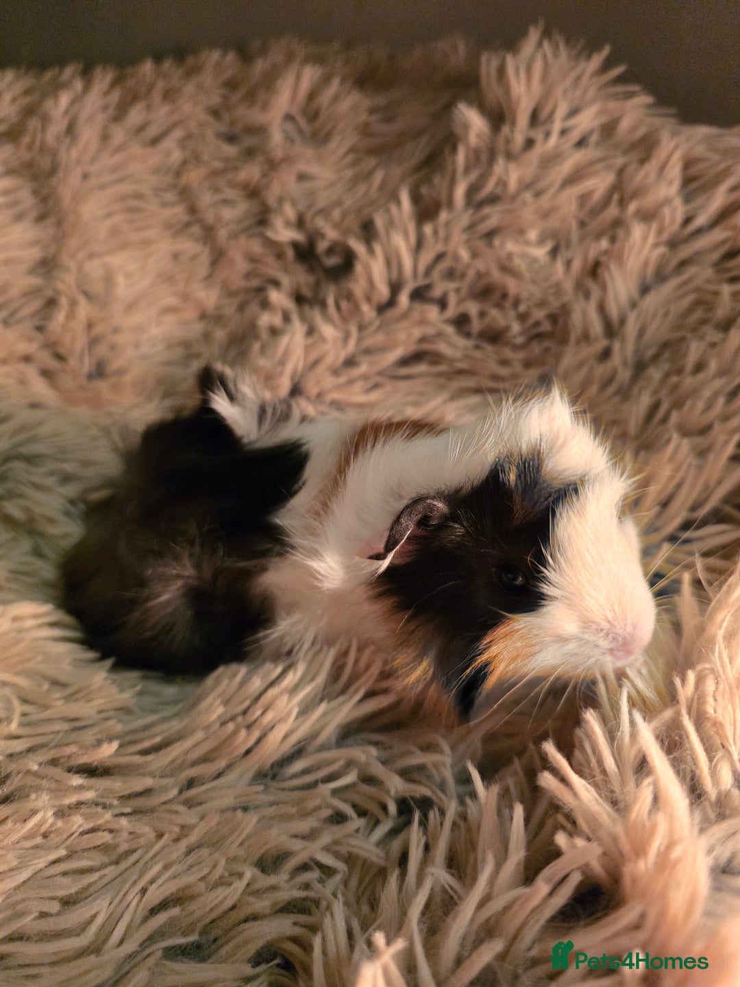 Guinea Pig rodents for sale: 2 female guineapigs  - Advert 9