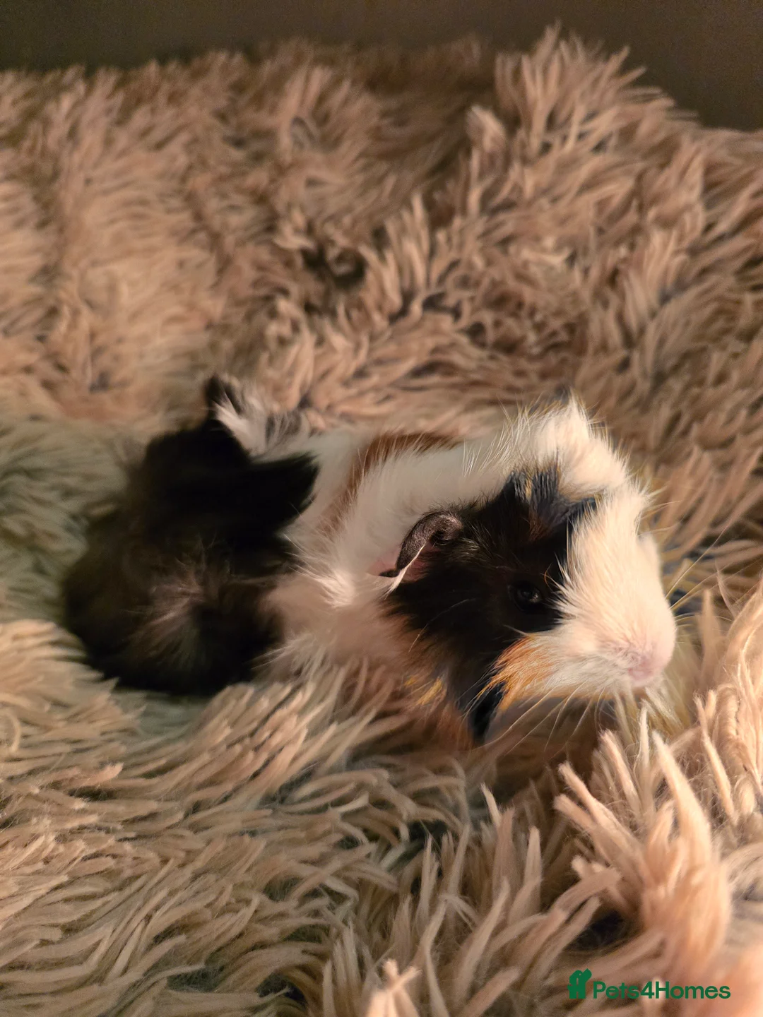 Guinea Pig rodents for sale: 2 female guineapigs  - Advert 9