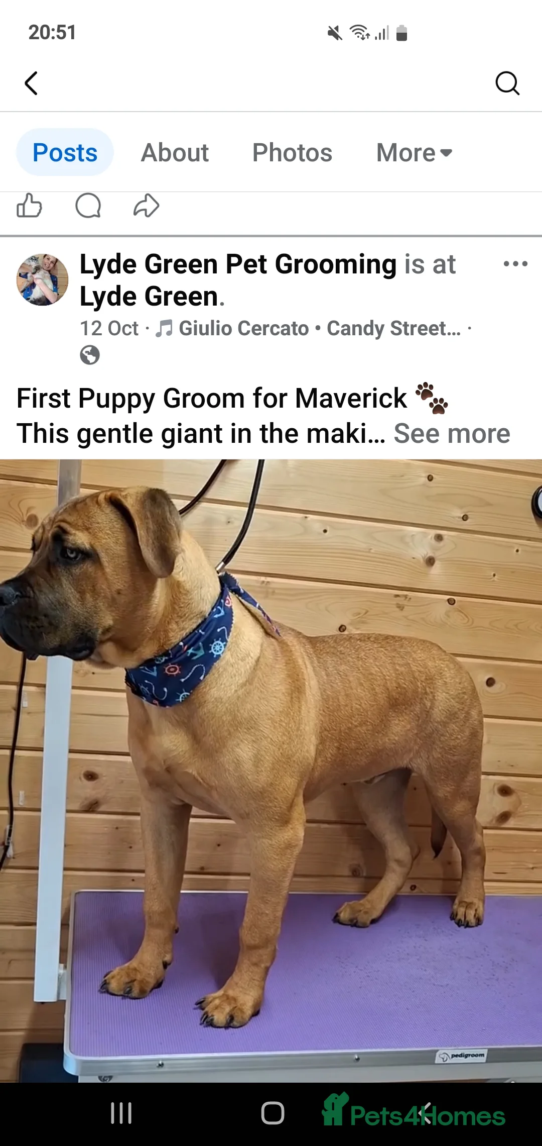 Mixed Breed dogs for sale: Maverick cane corso Cross mastiff - Advert 4