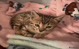 Bengal cats for sale: 3 Bengals for sale - Image 10