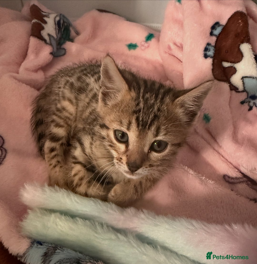 Bengal cats for sale: 3 Bengals for sale - Image 10