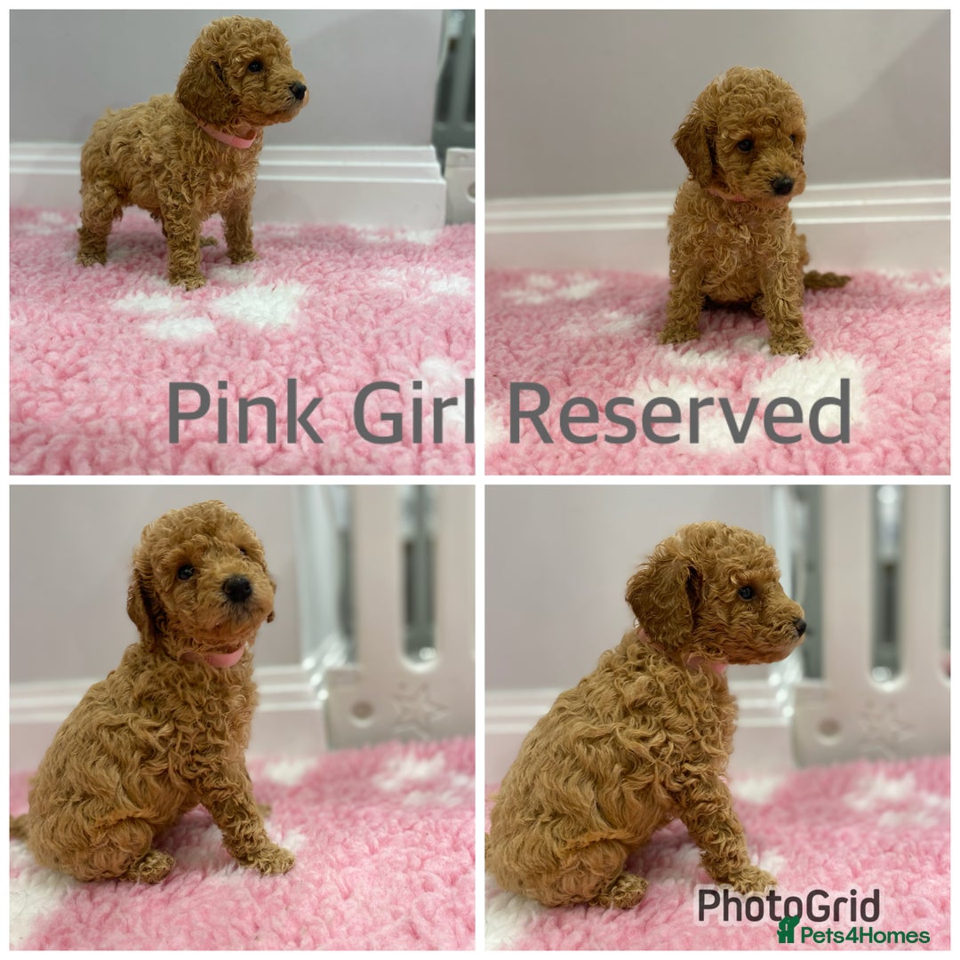 Labradoodle dogs for sale: Multi- Generation Toy/Mini parti Labradoodles   - Advert 8