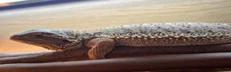 Bearded Dragon reptiles for sale: Male Bearded Dragon for sale  in Bristol - Advert 8