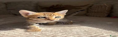 Bengal 2
