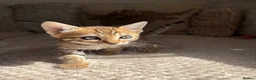 Bengal cats for sale: 3 little Bengal kittens looking for a forever home - Advert 4