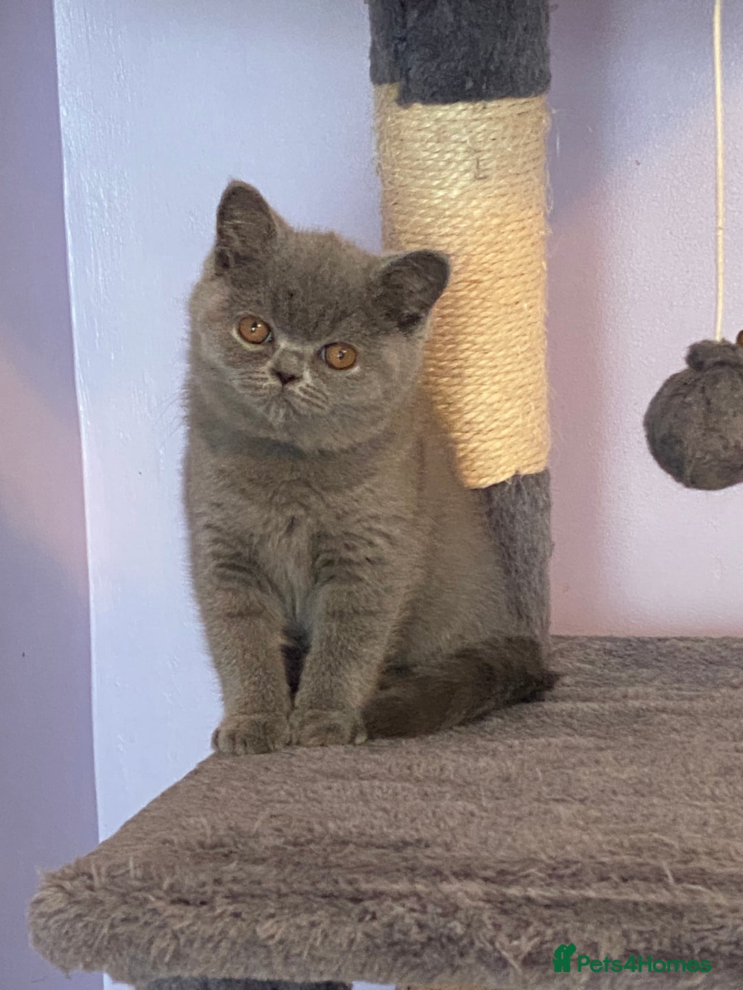 British Shorthair cats for sale: STUNNING, HEALTH TESTED PARENTS, BLUE BSH KITTENS in Burntwood - Image 24
