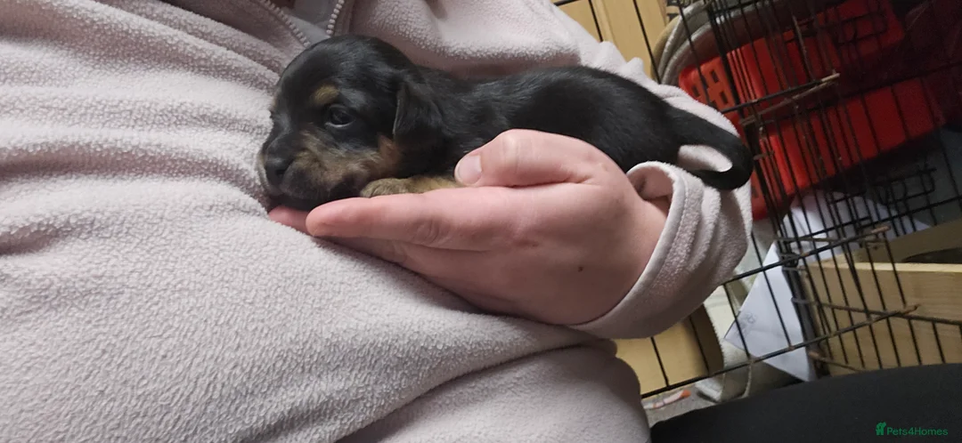 Jack Russell dogs for sale: Jack russle puppies  - Advert 32