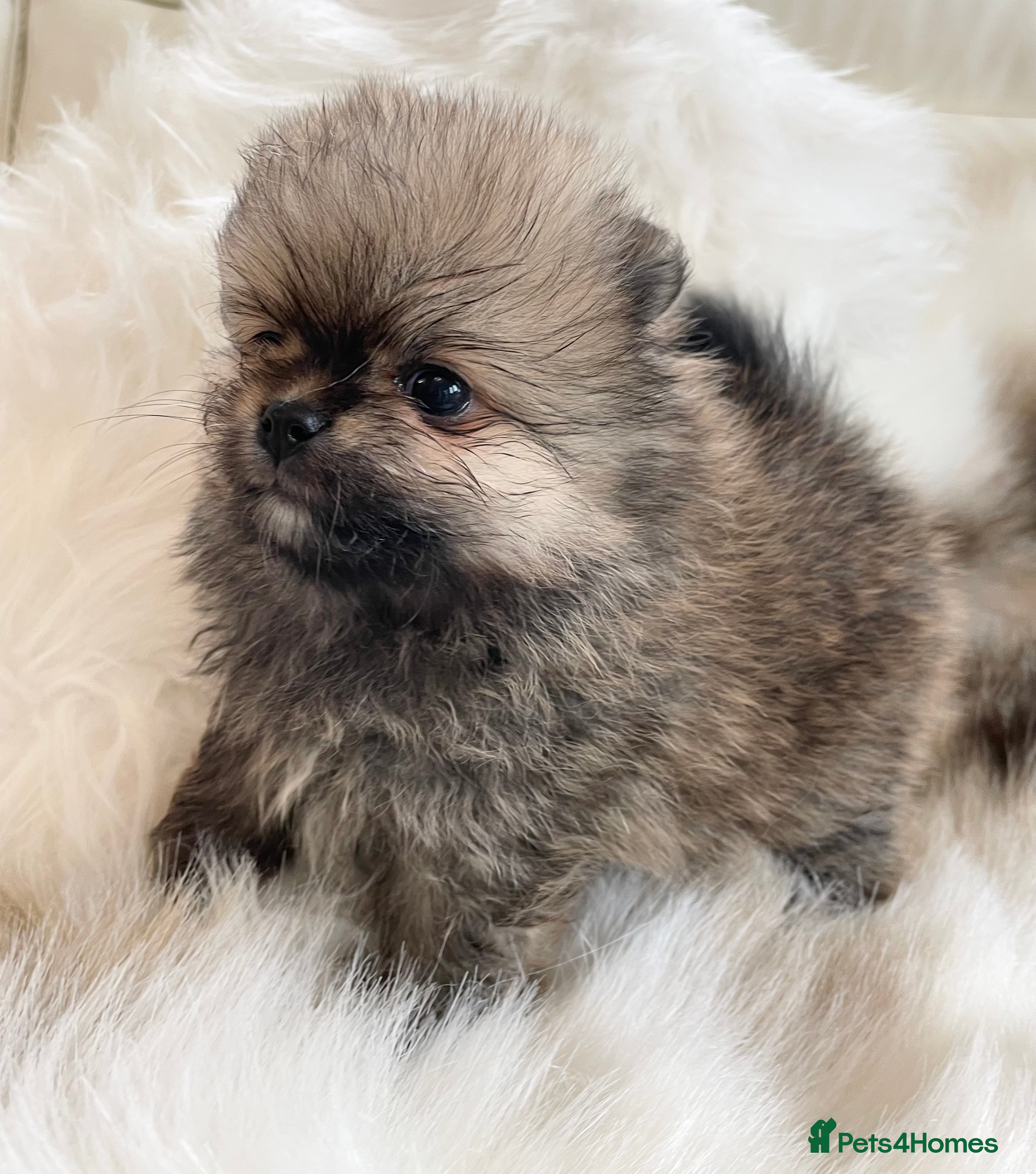 Pomeranian dogs OUTSTANDING KC POMERANIAN PUPPYS AVAILABLE  - Advert 1