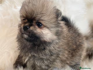 Pomeranian dogs OUTSTANDING KC POMERANIAN PUPPYS AVAILABLE - Advert 12