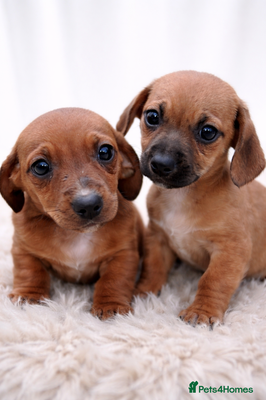 Mixed Breed dogs Last 2 Cavapoo x Dachshund puppies  - Advert 11