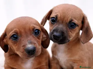 Mixed Breed dogs Last 2 Cavapoo x Dachshund puppies - Advert 18