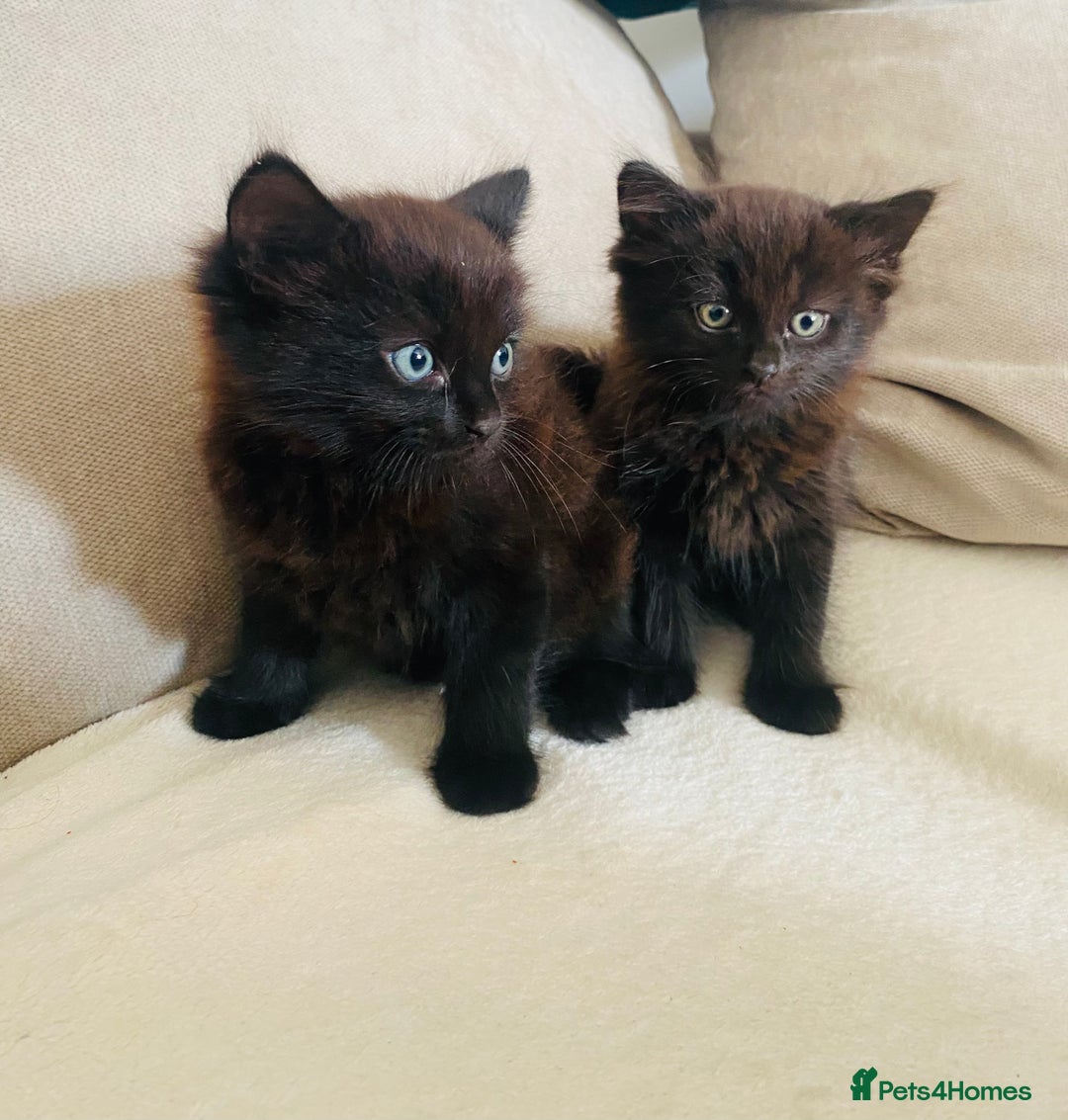 American Shorthair cats for sale: 2 males  - Image 1