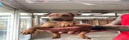 Patterdale Terrier dogs for sale: 2 PATTERDALE TERIER GIRL PUPS  in Ferndale - Advert 3