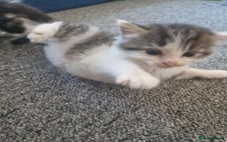 Mixed Breed cats for sale: Selling kitten - Advert 3