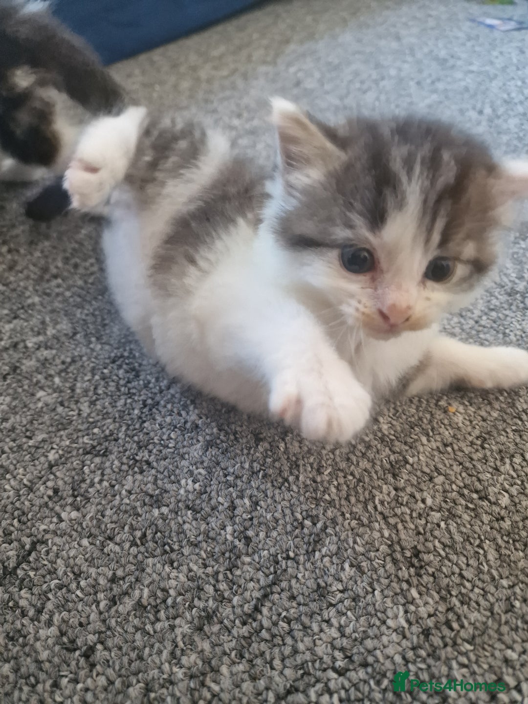 Mixed Breed cats for sale: Selling kitten - Advert 3