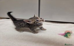 Bengal cats for sale: Beautiful 1/2 bengal kittens - Image 36