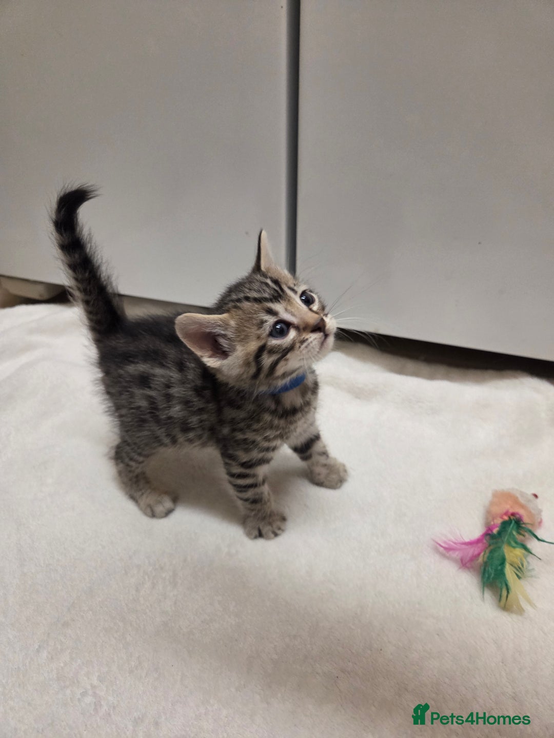 Bengal cats for sale: Beautiful 1/2 bengal kittens - Image 36