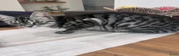 Bengal cats for sale: Bengal Kittens  - Advert 26