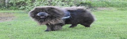 Chow Chow dogs for stud: Loki Blue Chow Chow for stud  in Ammanford - Advert 1