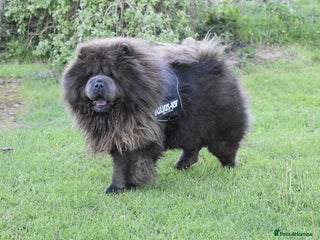 Chow Chow dogs in Ammanford - Advert 2