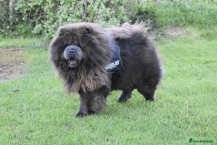 Chow Chow dogs Loki Blue Chow Chow for stud in Ammanford - Advert 1