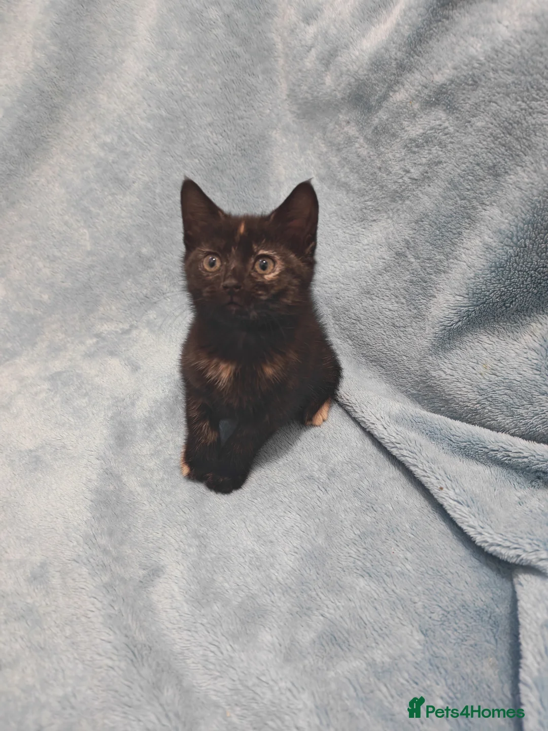 Mixed Breed cats for sale: Beautiful kittens VIDEOS - Advert 19