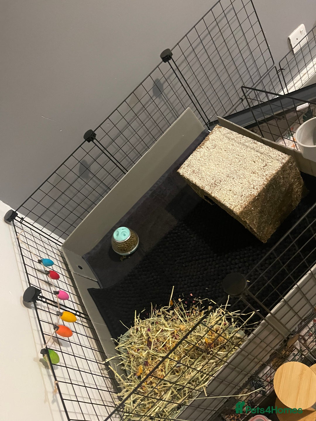 Guinea Pig rodents for sale: Three bonded males  - Advert 4