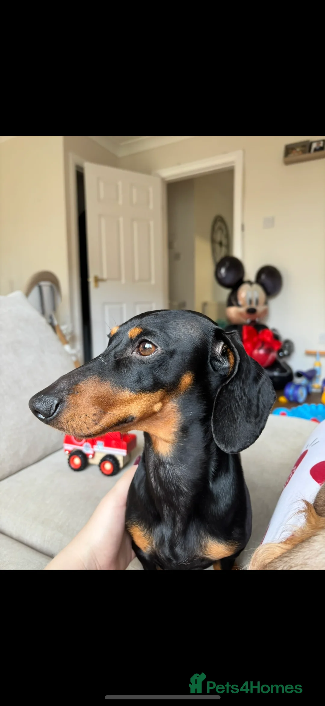 Miniature Dachshund dogs for sale: Reggie- 4 Years Old  - Advert 2