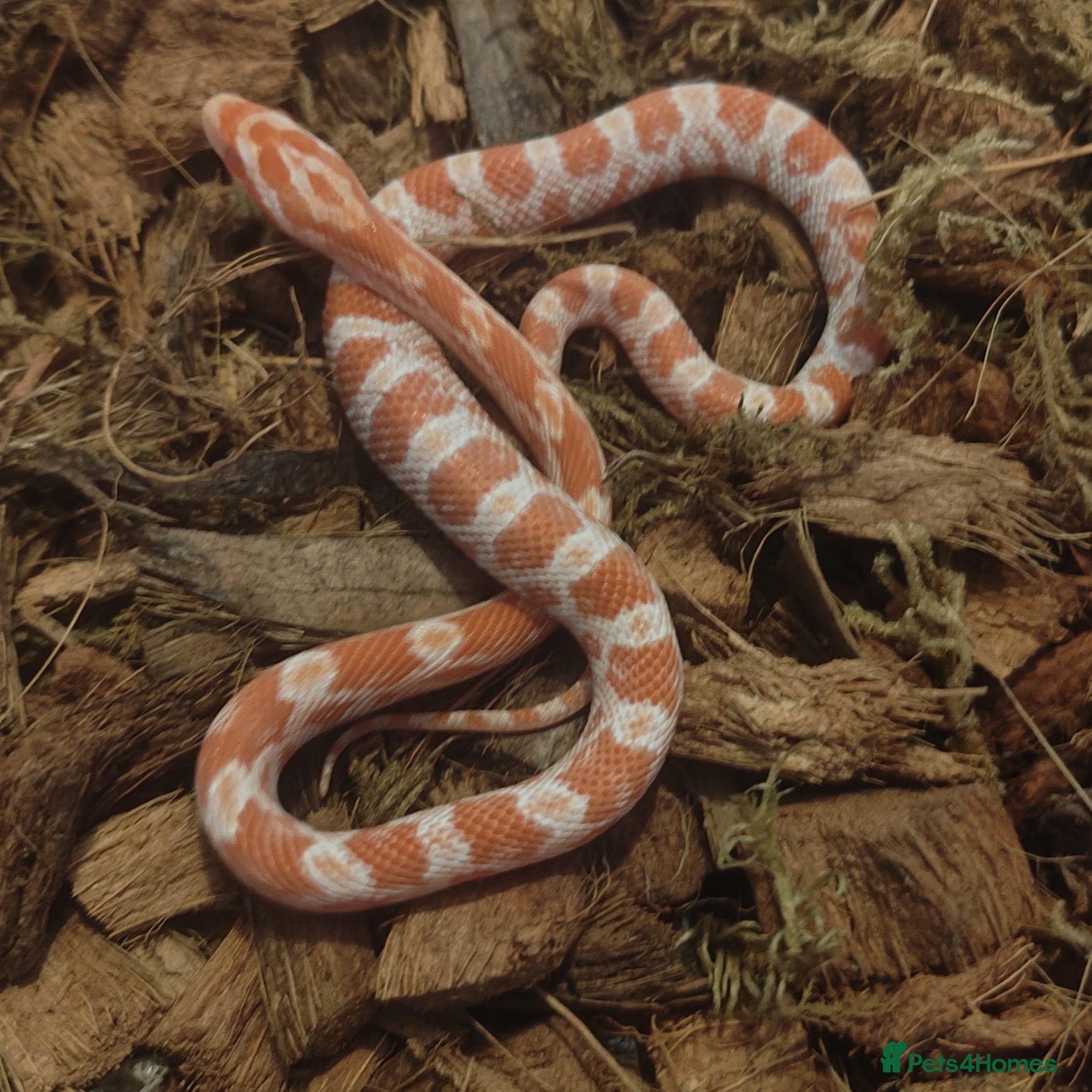 Corn Snake reptiles Beautiful Baby Corn Snakes for Sale - Advert 12