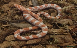 Corn Snake reptiles for sale: Beautiful Baby Corn Snakes for Sale - Image 2