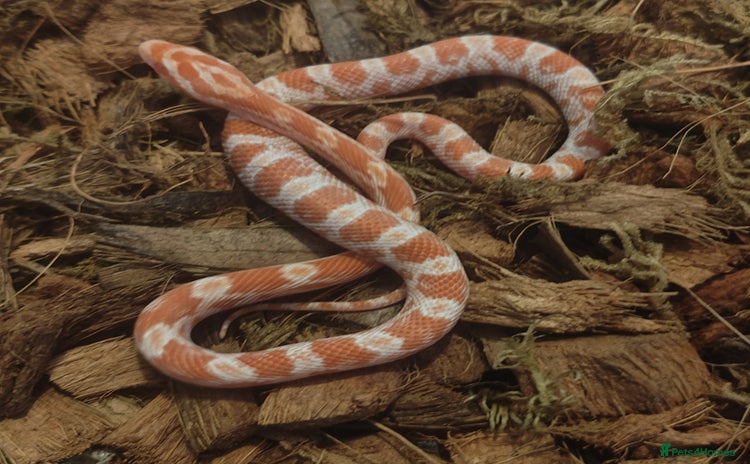 Corn Snake reptiles - Advert 4