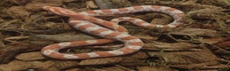 Corn Snake reptiles for sale: Beautiful Baby Corn Snakes for Sale - Advert 1